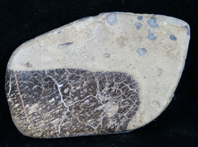 Polished Iguanodon Bone - Isle Of Wight #9272